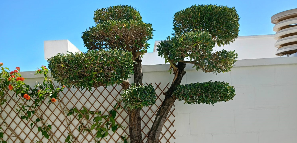 Corte de y Mantenimiento de Jardines